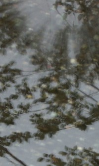 puddle plink