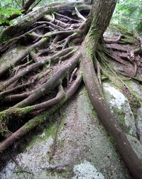 rock eating tree