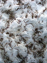 seeds on snow