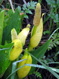 skunk cabbage