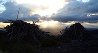 slash piles