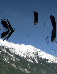 snags in the sky