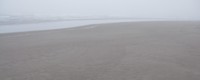 soft greymare at high tide