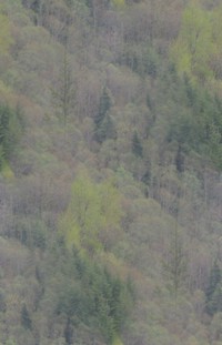 soft trees
