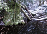 stump in water