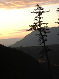 sunset tree