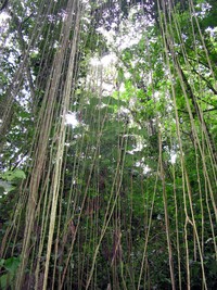 tarzan heaven