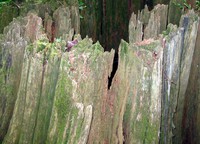 tiger mt stump