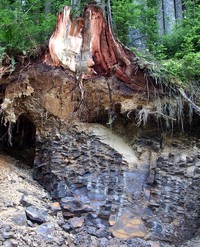 tiger mtn dirt