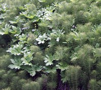 tiger mtn plants