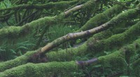 timber trail