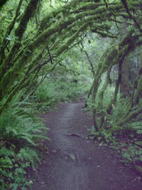 timber trail
