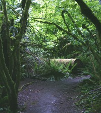 timber trail