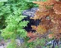 trailside tricolor