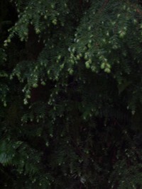 tree green pattern