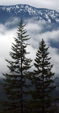 two trees near rainier