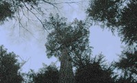up through night trees mt si