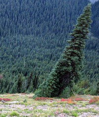 vertigo tree
