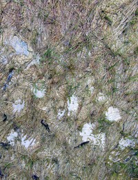 warm water grass