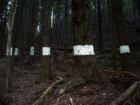 white banded trees
