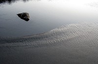 zen tide