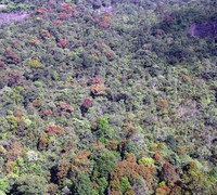 Adams Peak trail trees