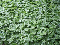 Arch Rock groundcover