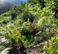 Bare Mountain and Basin trail junction