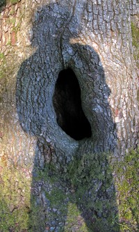 Be alert Mrs Squirrel there is a monster outside