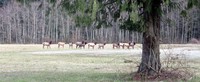 Black Diamond herd