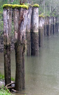 Blue Slough pilings