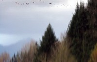 Borst Lake reflection