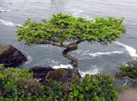 Cape Flattery bonsai