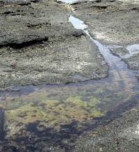 Cape Flattery tidal pool
