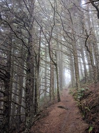 Cape Sabastian trail