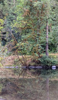 Cedar River Landsburg