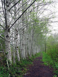 Chehalis River flood plain trail