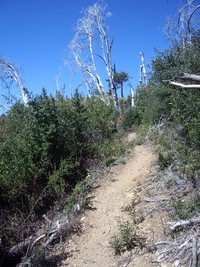 Cone Peak lookout trail