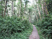 Cougar Mountain trail