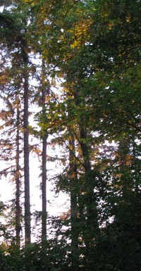 Cougar Mountain trees