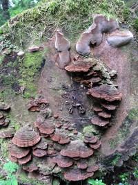 Cowlitz Divide trail fungus