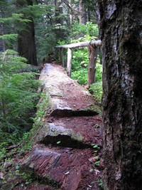 Cowlitz Divide trail log bridge