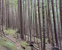Dingford Creek to Snow Lake Trail