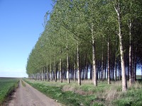 Eastern Washington trees