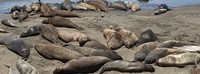 Elephant Seals