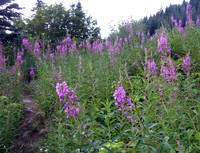 Granite Lake flowers