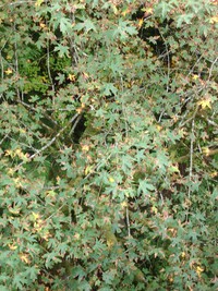 Green River Gorge leaves