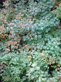 Green River Gorge leaves