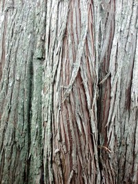 Green River Gorge tree trunk