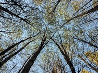 Greenwater River Trail trees